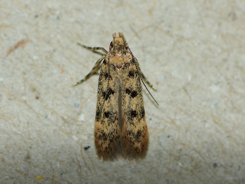 Bryotropha terrella? No, domestica (Gelechiidae)